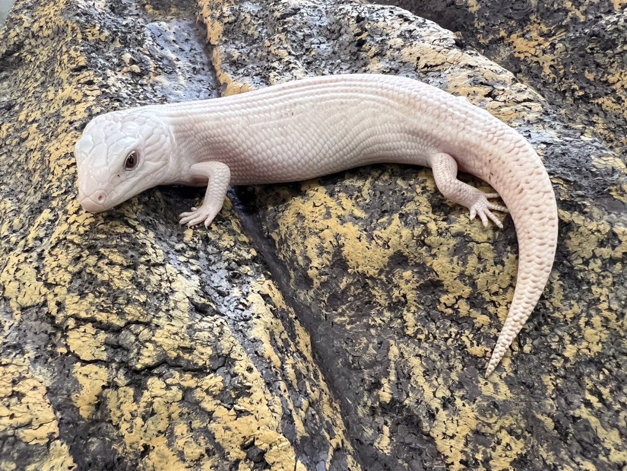 キタアオジタトカゲ(12)