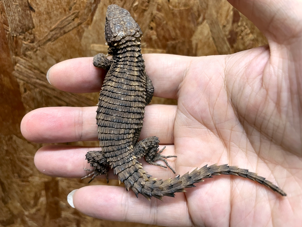 トロピクスヨロイトカゲ(6)