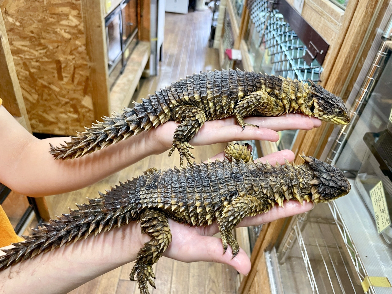 オオヨロイトカゲ(1)