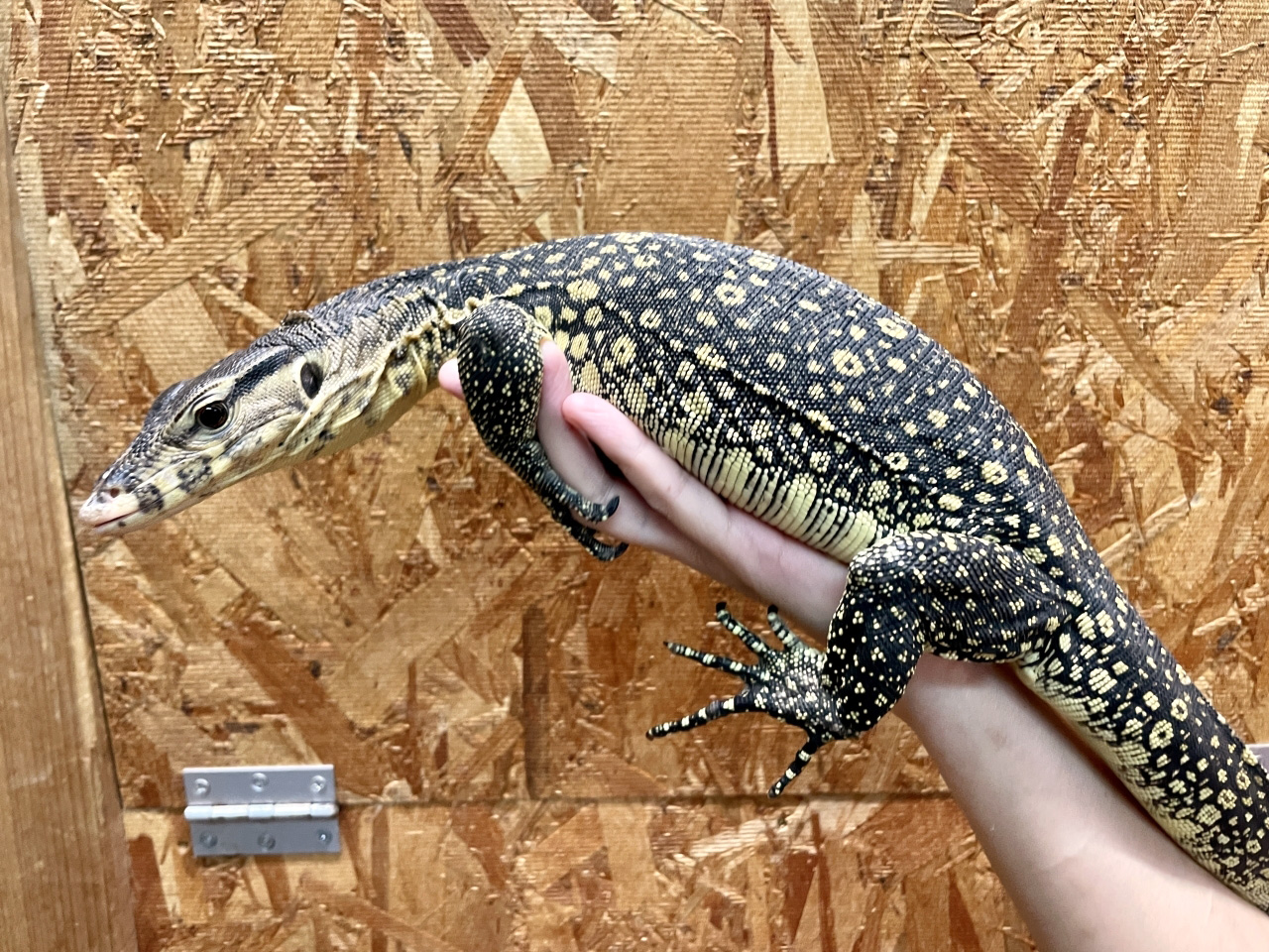 サルバトールモニター(4)