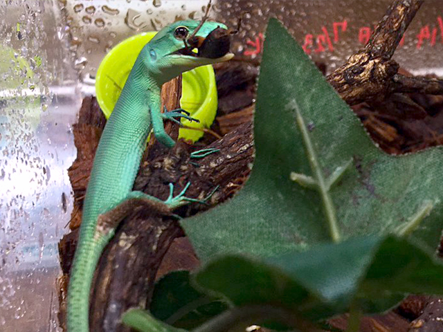 ミドリガストロカナヘビ(9)