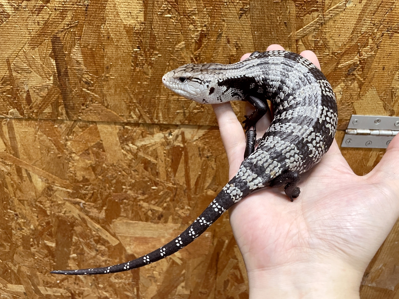 ハルマヘラアオジタトカゲ(6)