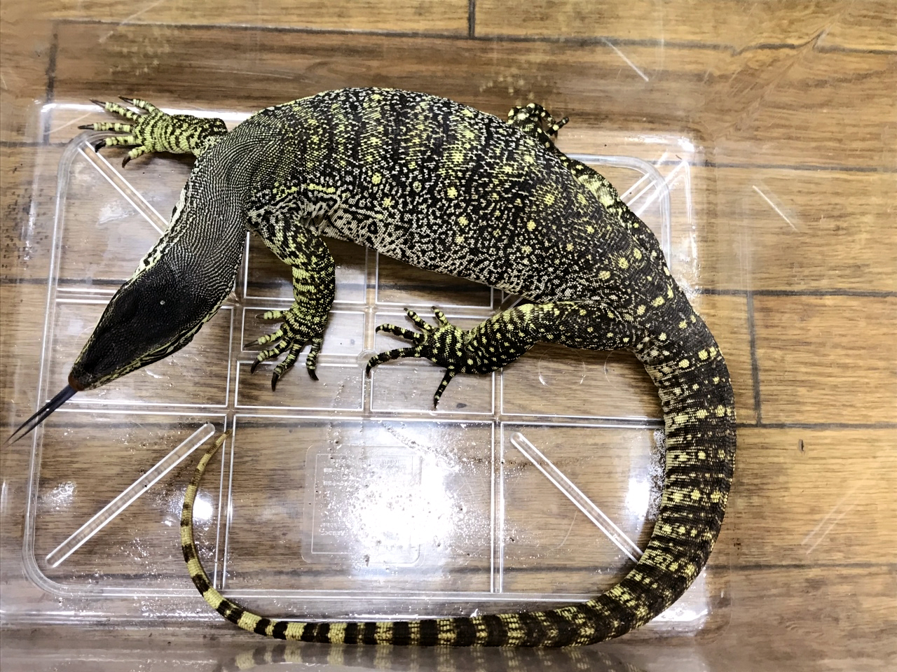 グールドモニター(1)