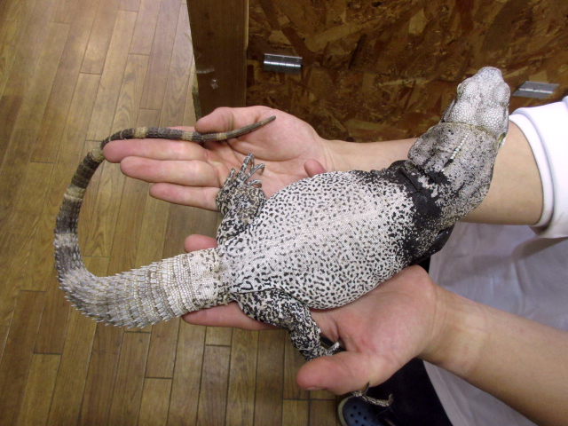 サンエステバントゲオイグアナ(12)