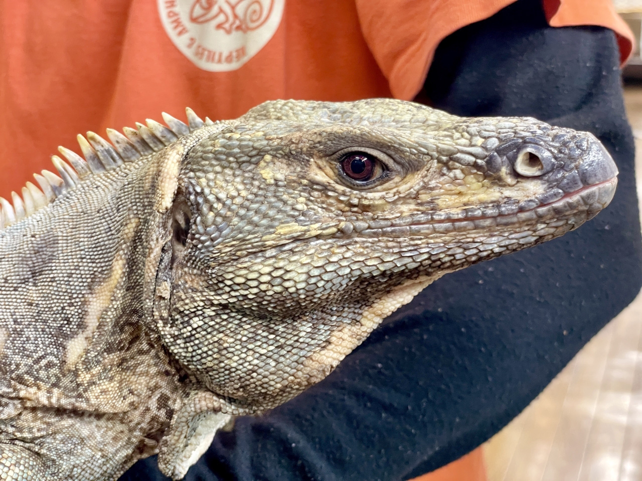 ツナギトゲオイグアナ(12)