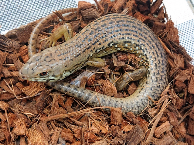 フレーリーイワトカゲ