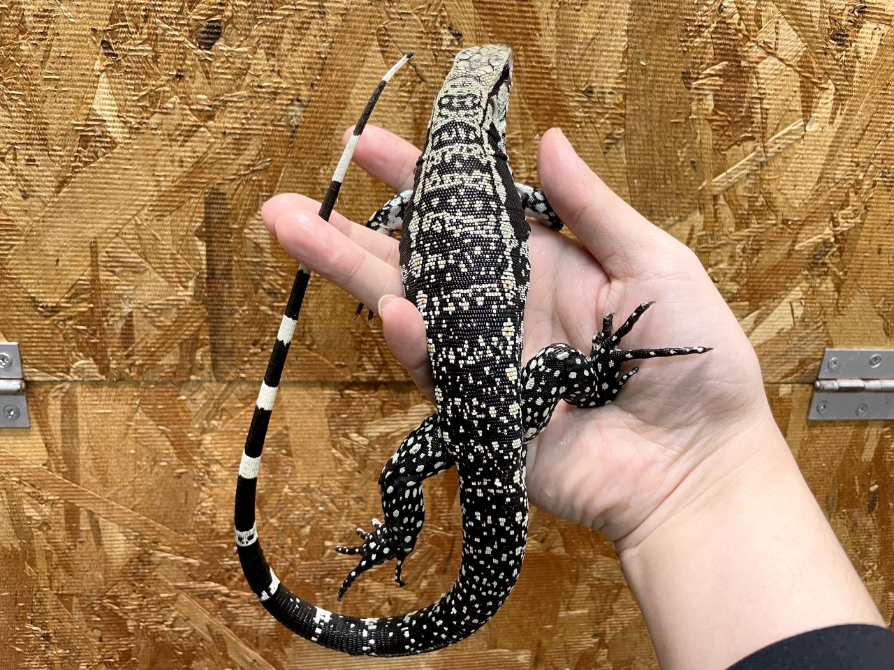 アルゼンチンブラックアンドホワイトテグー(7)