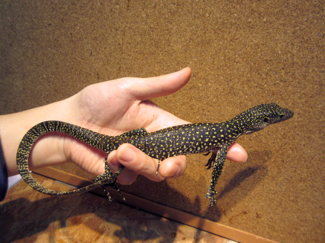 マングローブモニター(8)