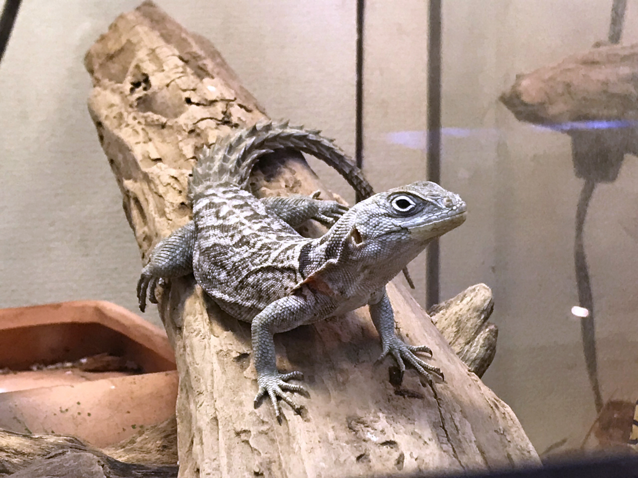 キュビエブキオトカゲ(1)