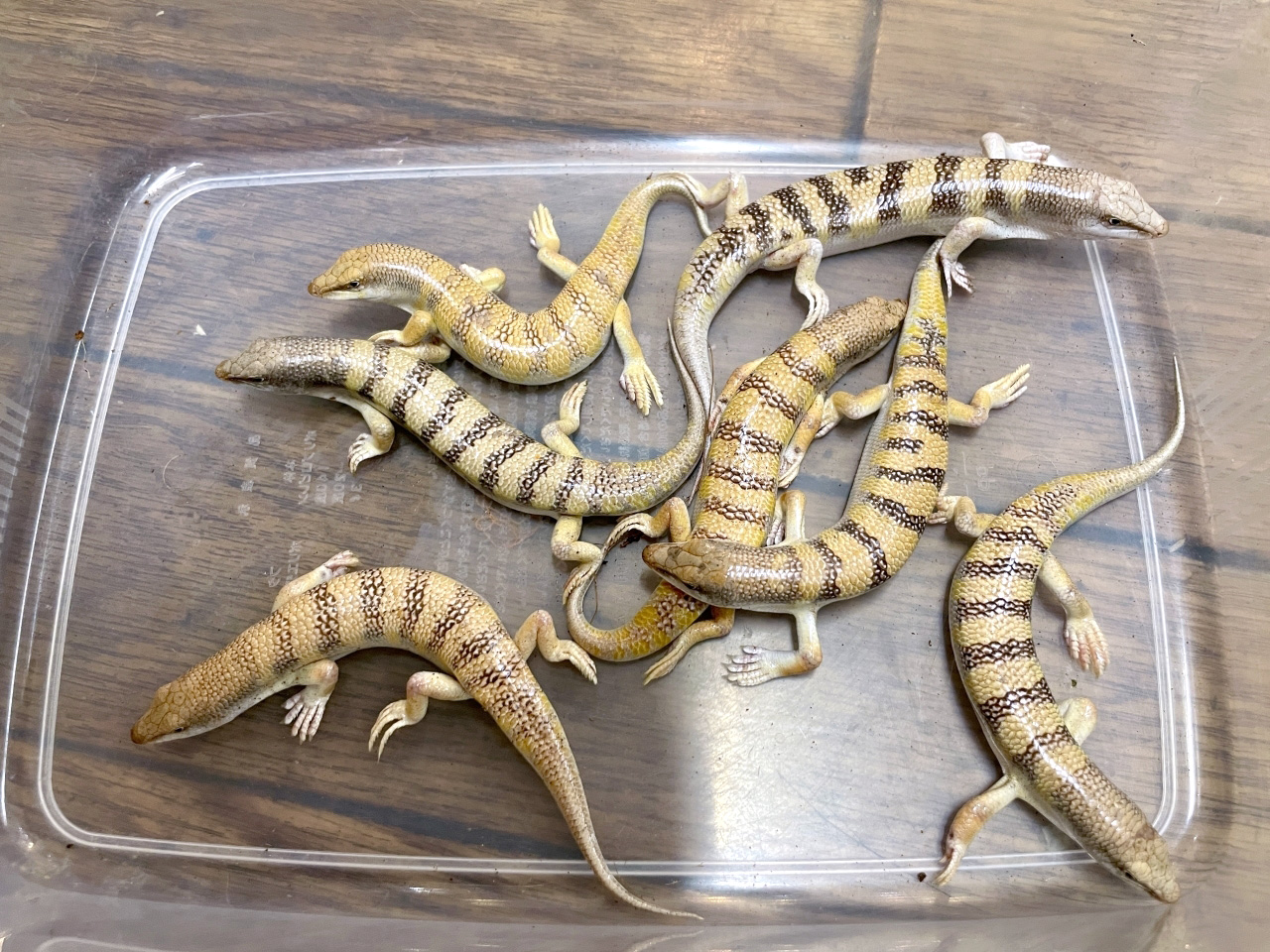 サンドフィッシュ(9)