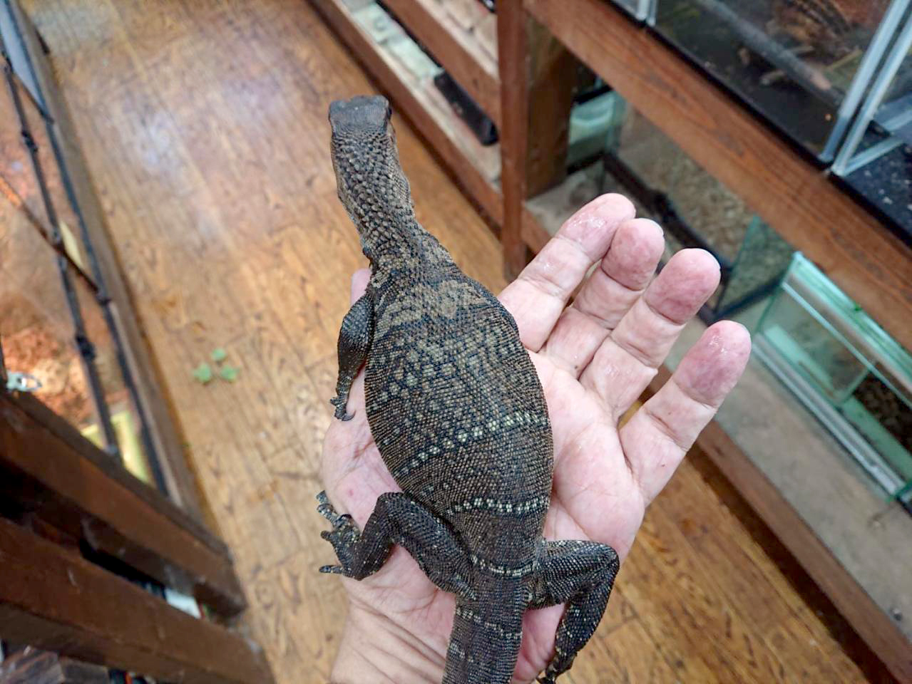 ラフネックモニター(2)