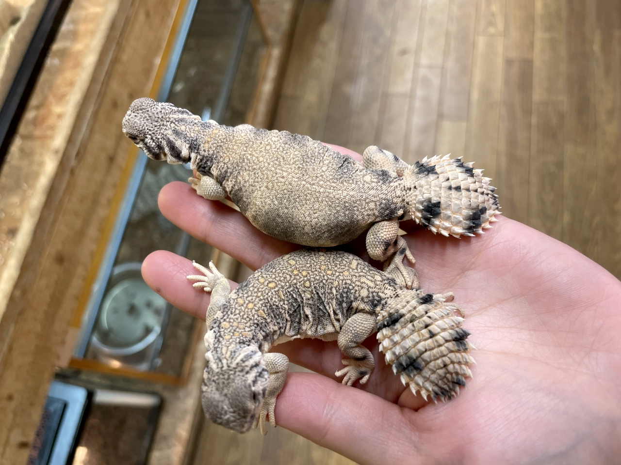 トーマストゲオアガマ(1)