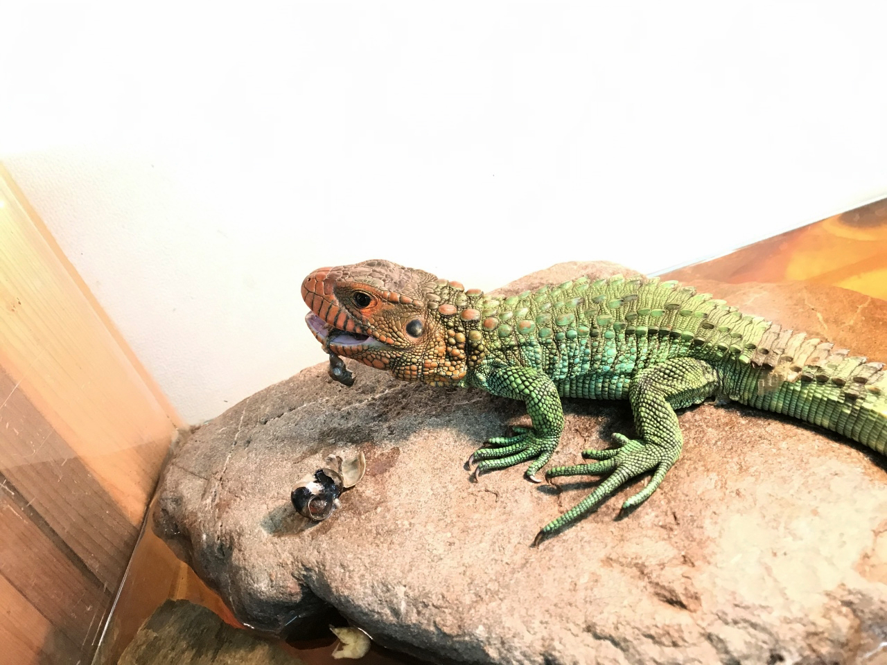 ギアナカイマントカゲ(8)