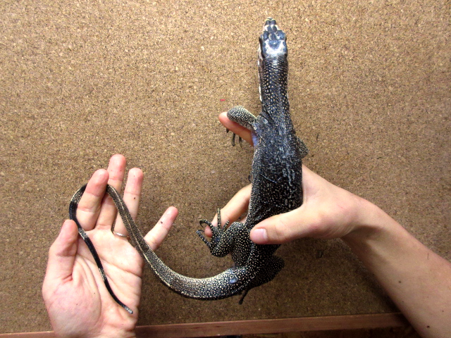 ホワイトヘッドモニター(6)