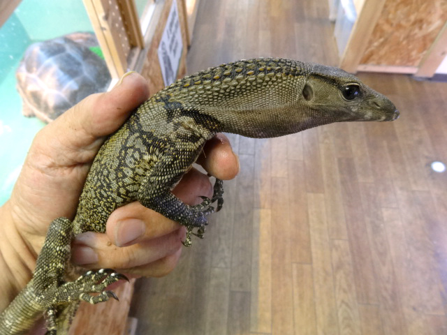 ラフネックモニター(11)