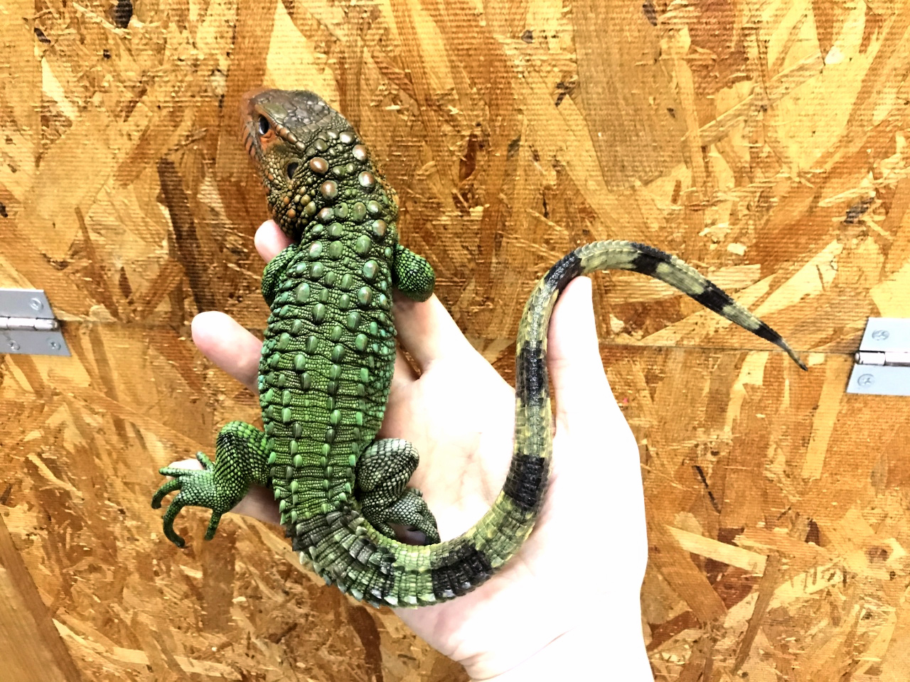 ギアナカイマントカゲ(5)