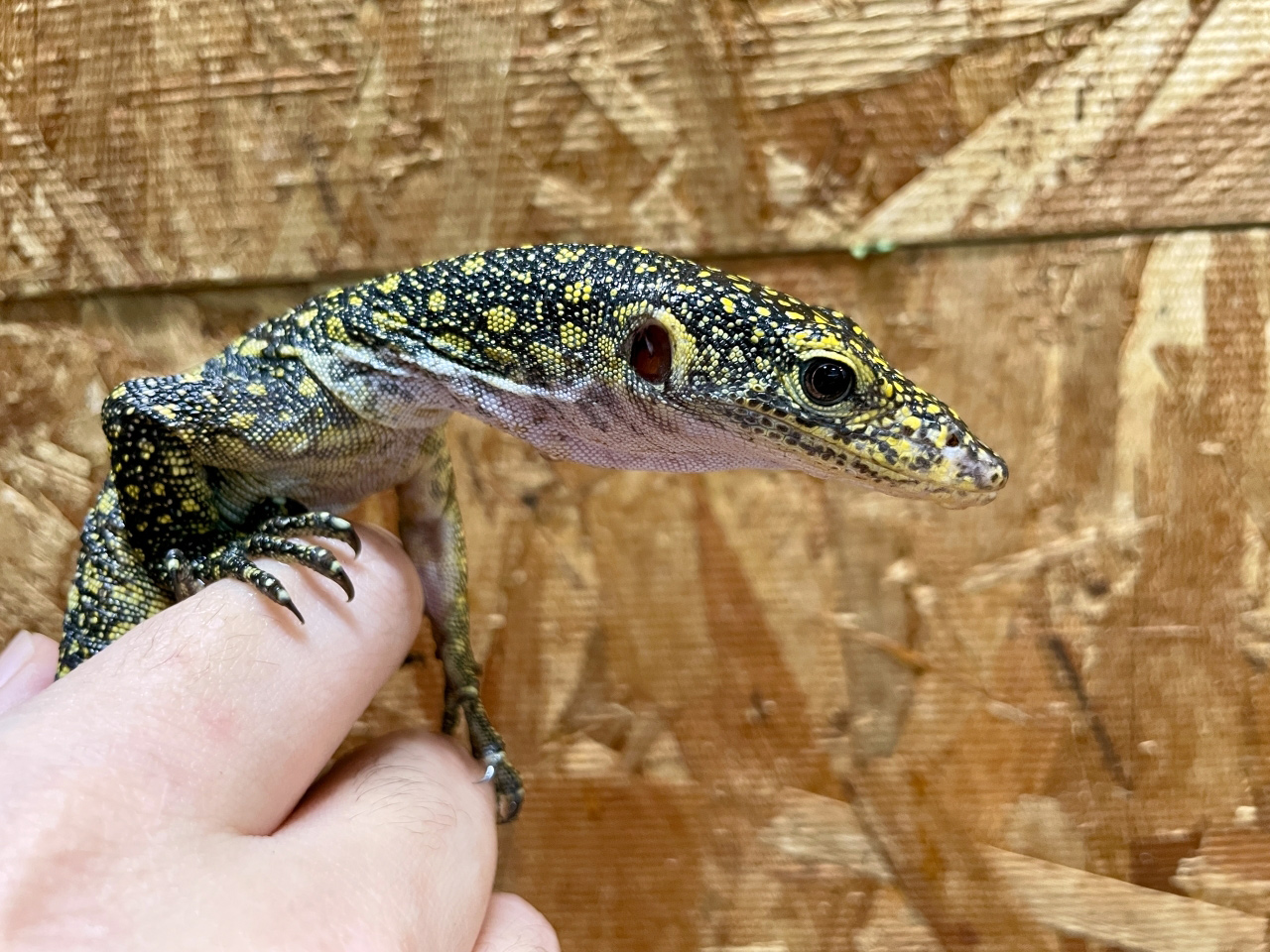 カイケチルモニター(5)