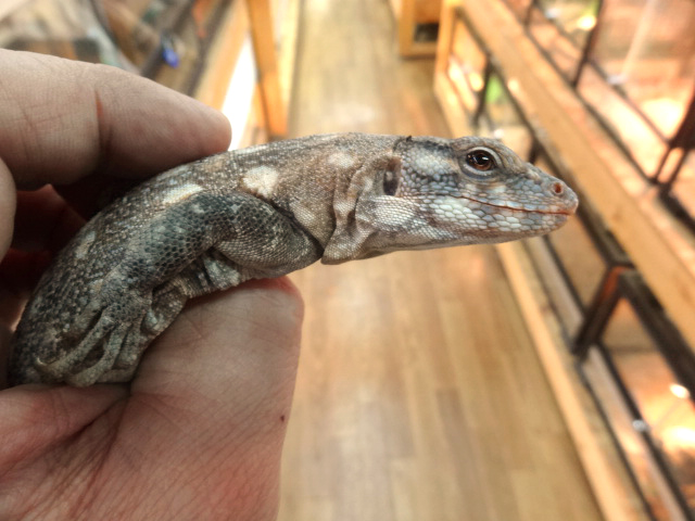 クラークトゲオイグアナ(6)