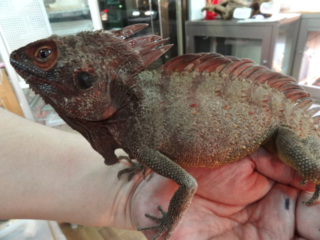 ディロフスモリドラゴン(8)