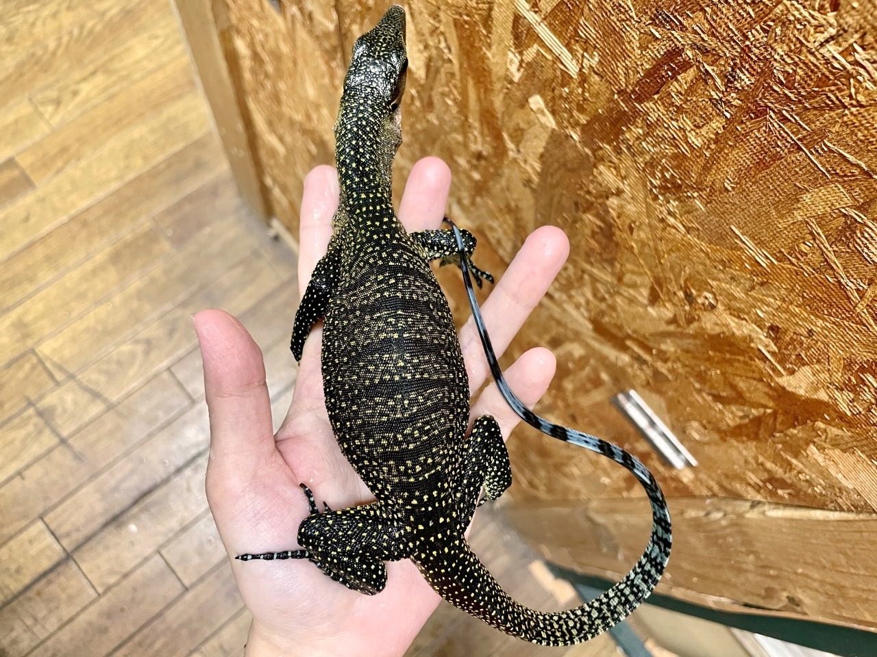 カールシュミットモニター(2)