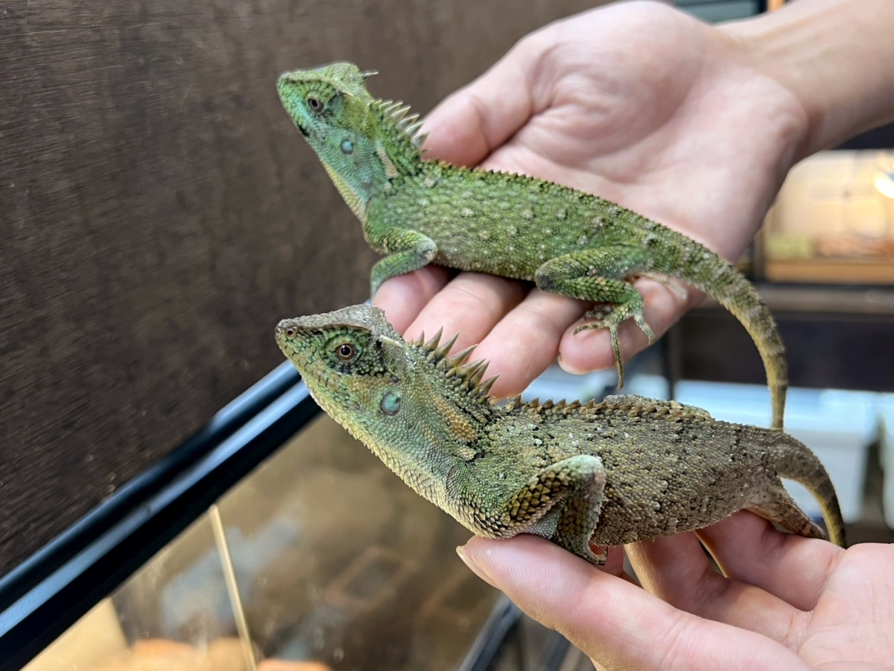 ベトナムクシトカゲ(8)