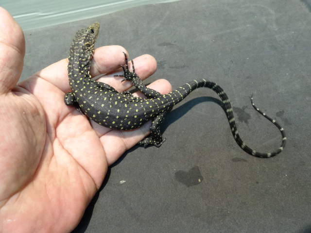 トーチモニター(8)