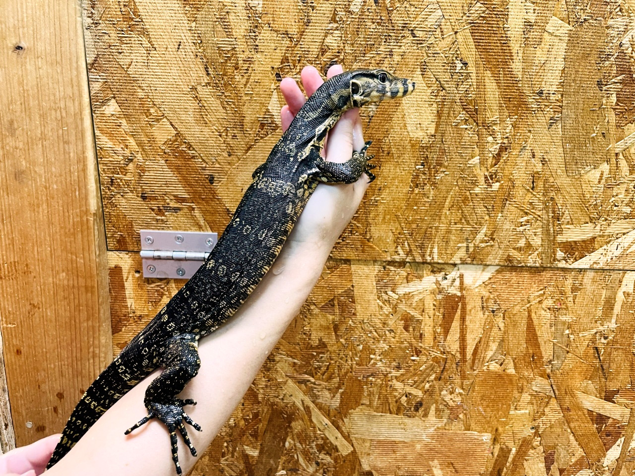 サルバトールモニター（ジャワ産）(4)