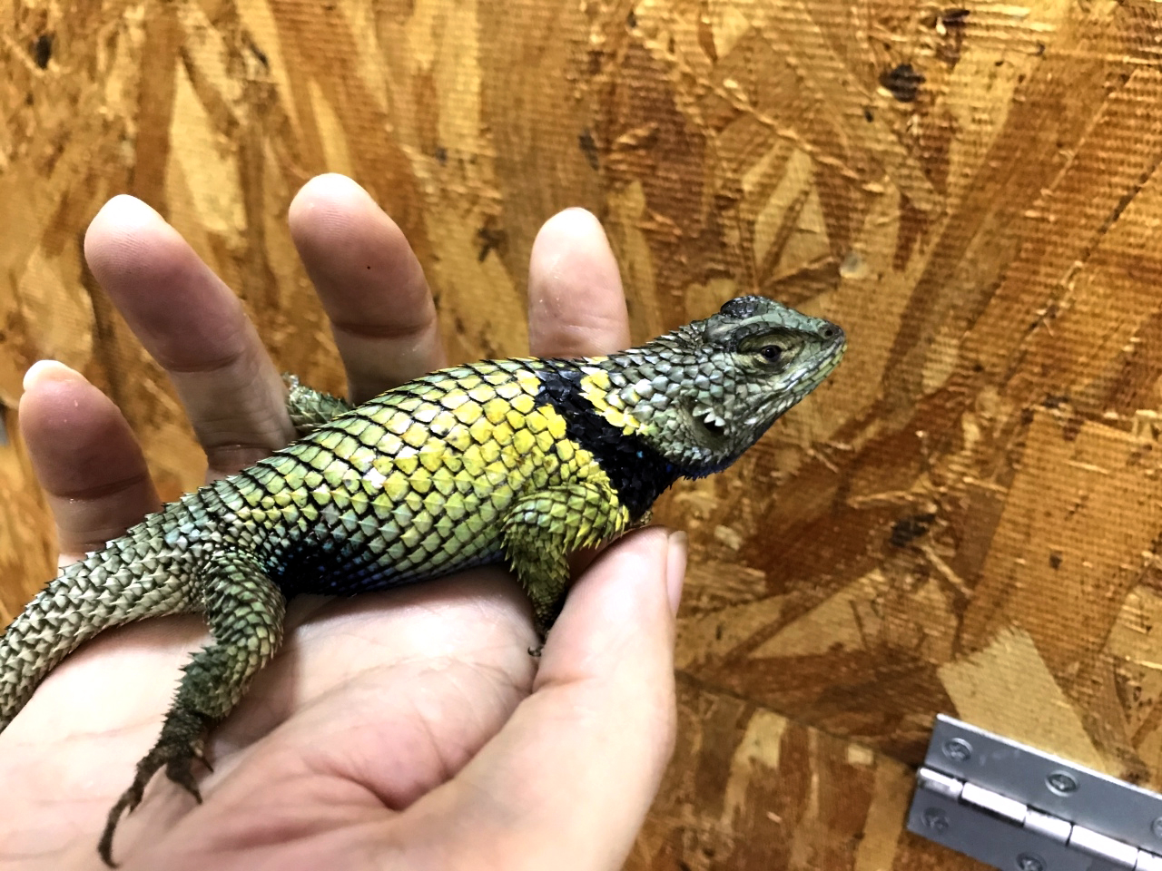 メキシコアオハリトカゲ(1)