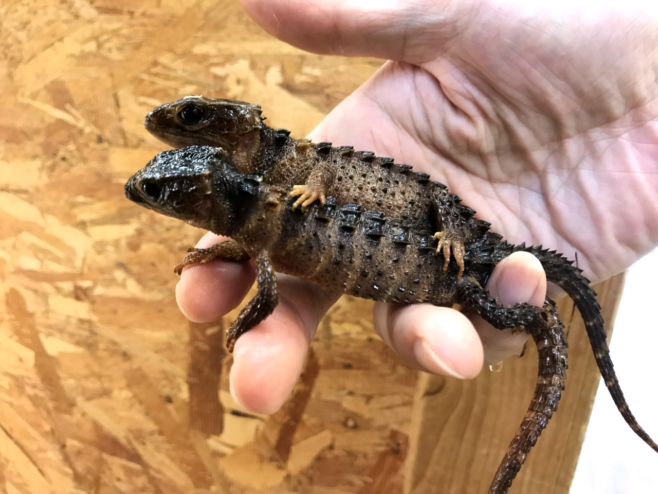 モトイカブトトカゲ(4)