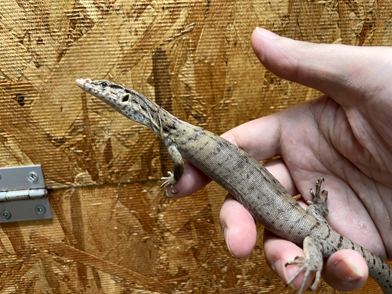 ピグミーマルガモニター(6)