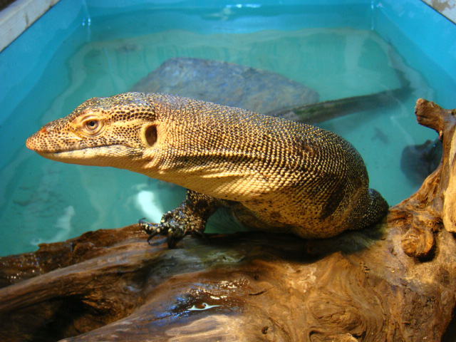 メルテンスモニター(1)