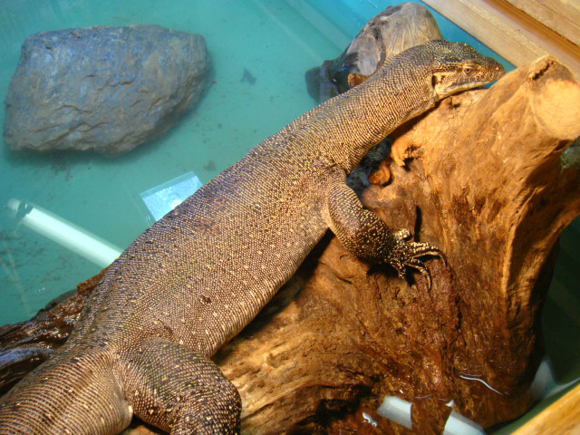 メルテンスモニター(2)