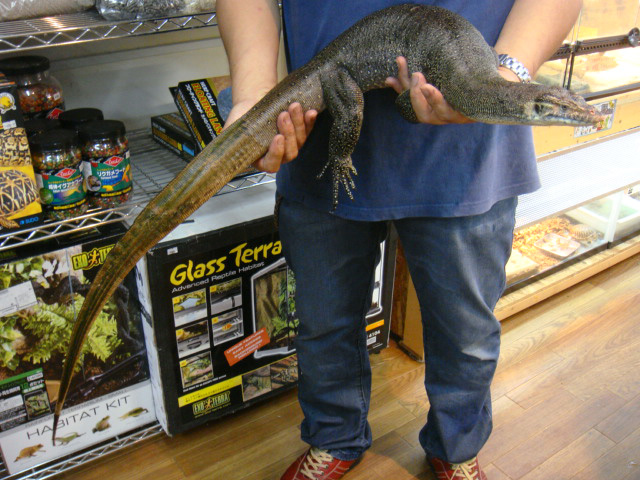 メルテンスモニター(4)