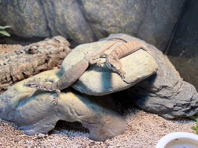 ピグミーマルガモニター