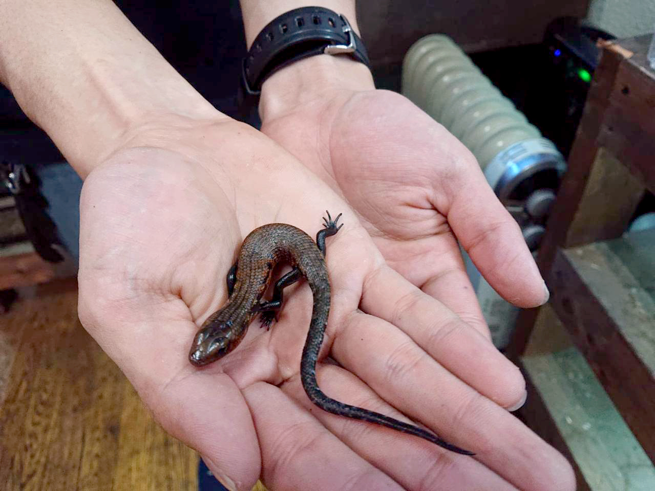 フェルナンデススキンク(3)