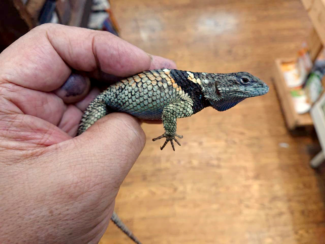 メキシコアオハリトカゲ(8)