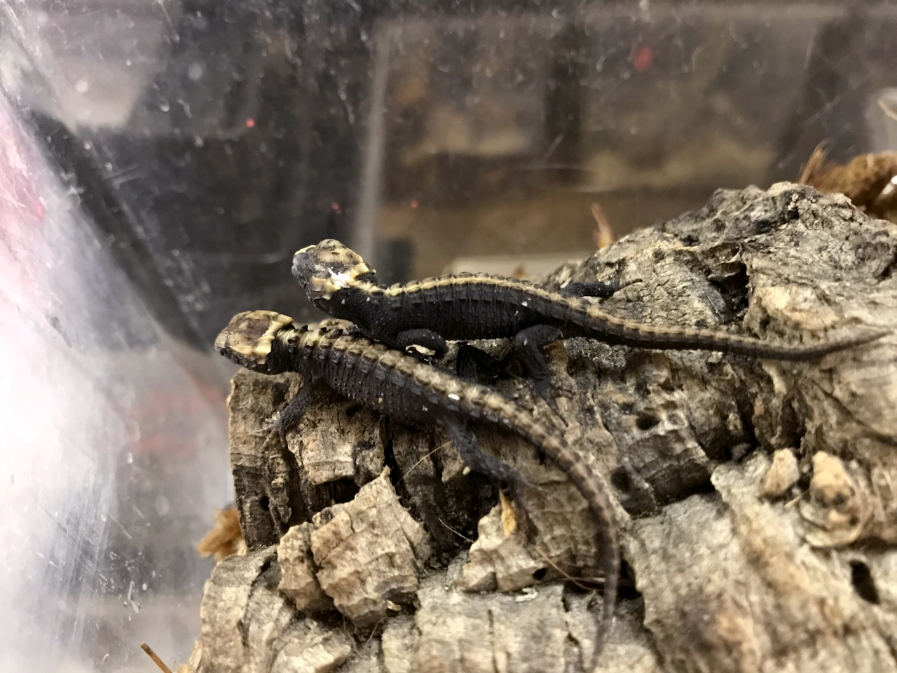 アカメカブトトカゲ(9)