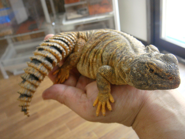 ディスパートゲオアガマ(8)