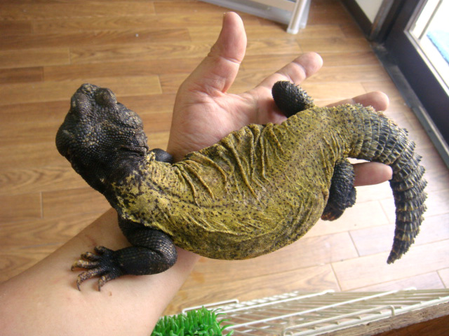 ディスパートゲオアガマ(9)