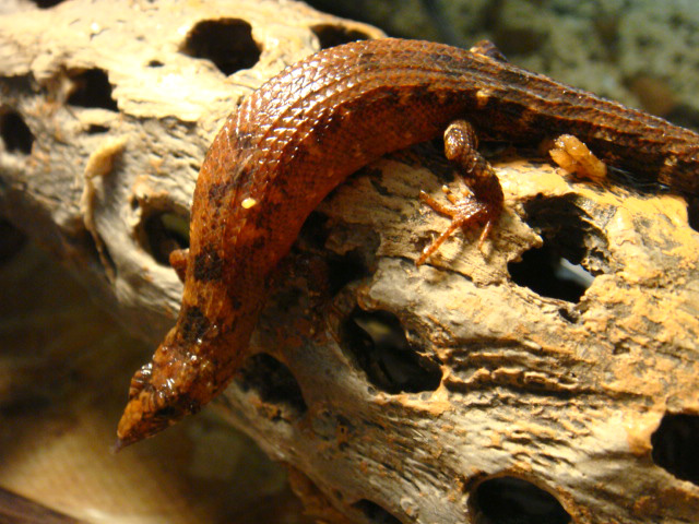 シナミズトカゲ(1)