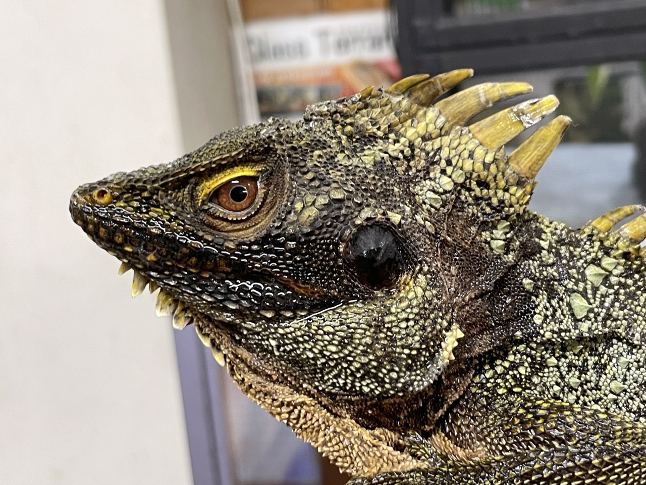 ディロフスモリドラゴン(6)