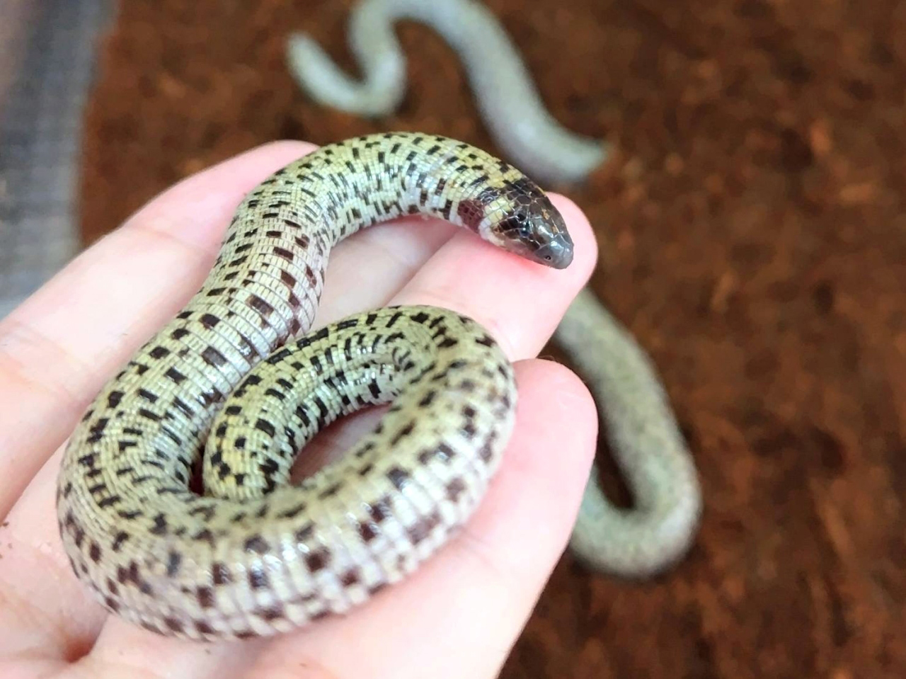 コモチミミズトカゲ(5)