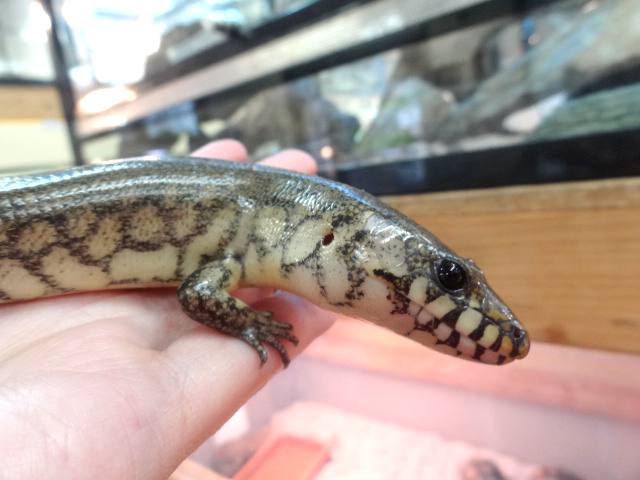 アミメミズベトカゲ