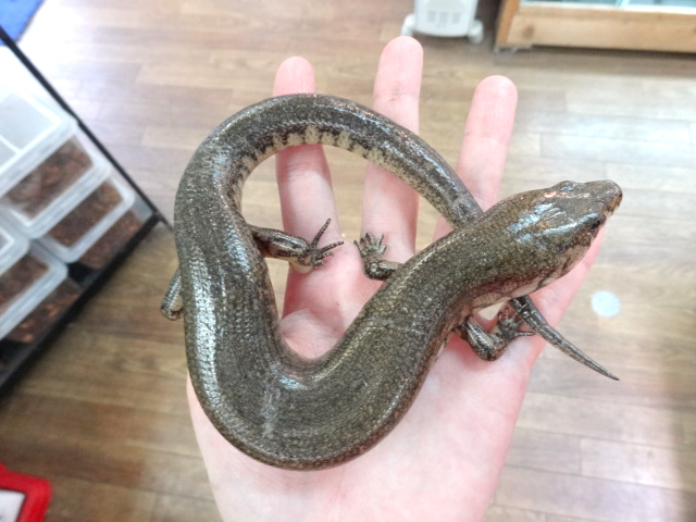 アミメミズベトカゲ(2)