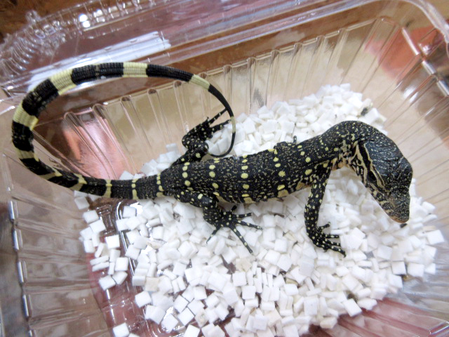 オルナータナイルモニター(5)