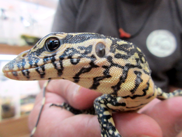 オルナータナイルモニター(6)