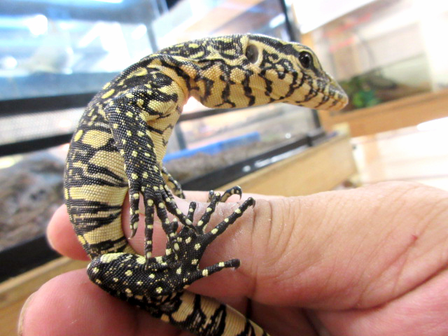 オルナータナイルモニター(7)