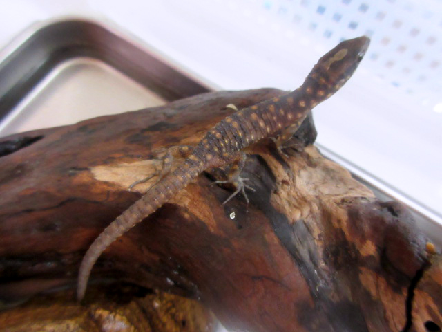 スミスヨルトカゲ