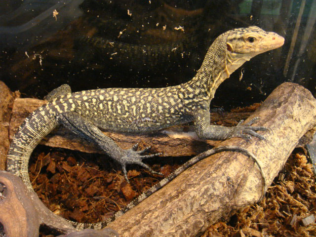 イエローヘッドモニター(2)