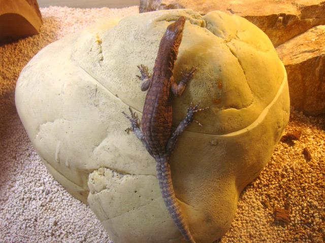 ピルバラロックモニター(2)